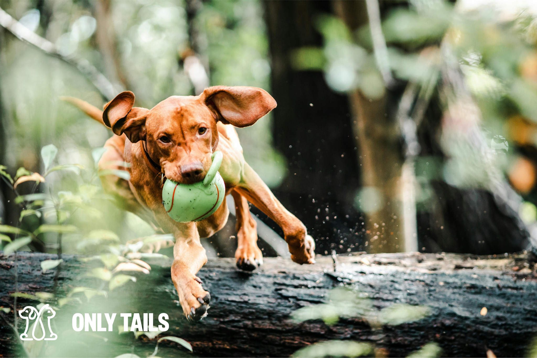 Only Tails | Fun Activities to Do with Your Pet