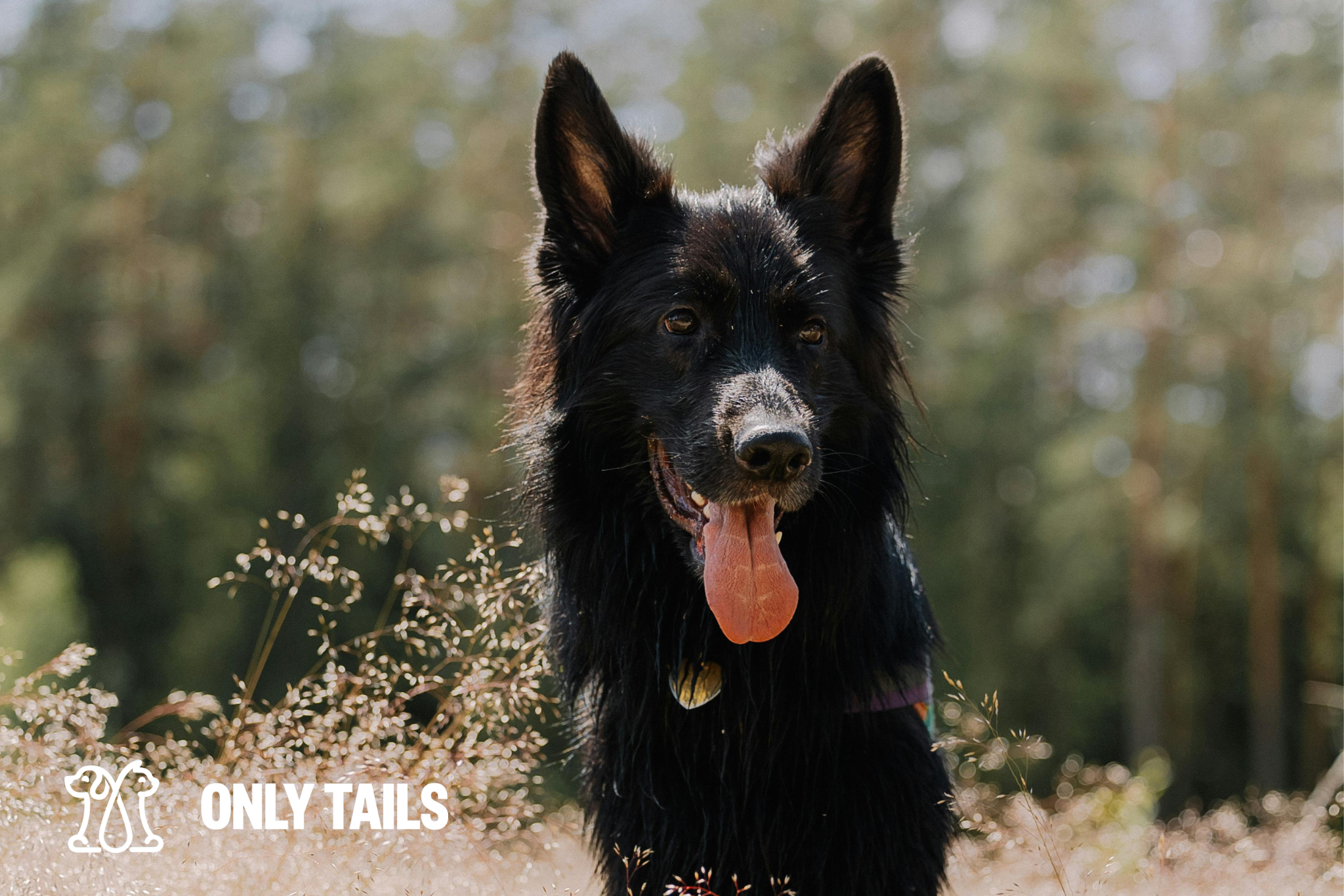 Only Tails | How to Handle Pet Allergies