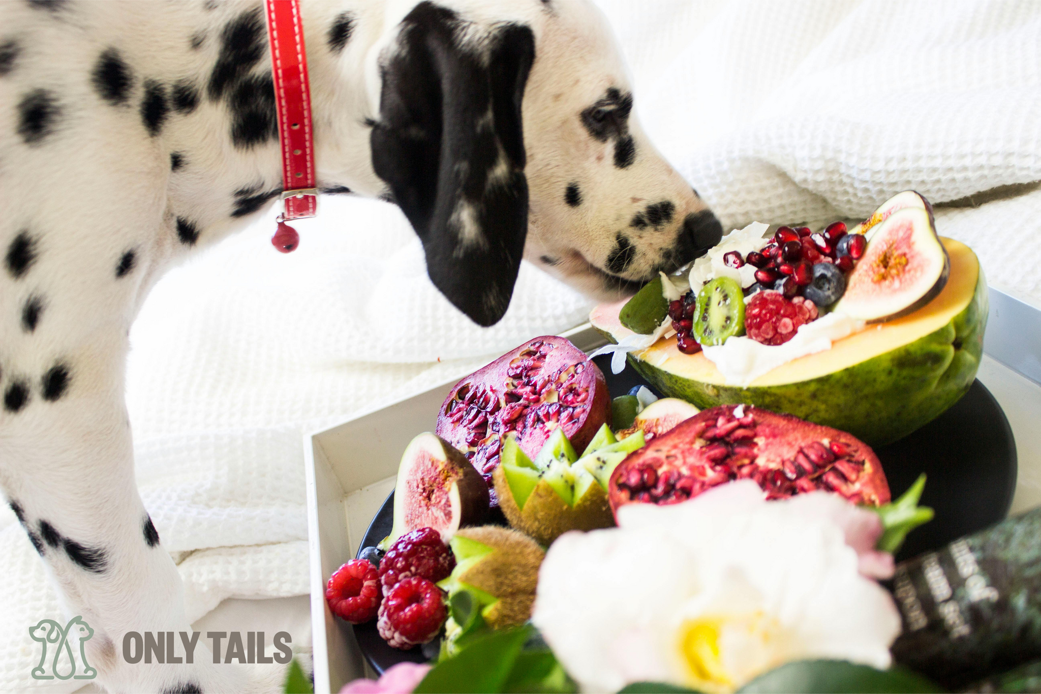 Only Tails | How to Choose the Right Pet Food