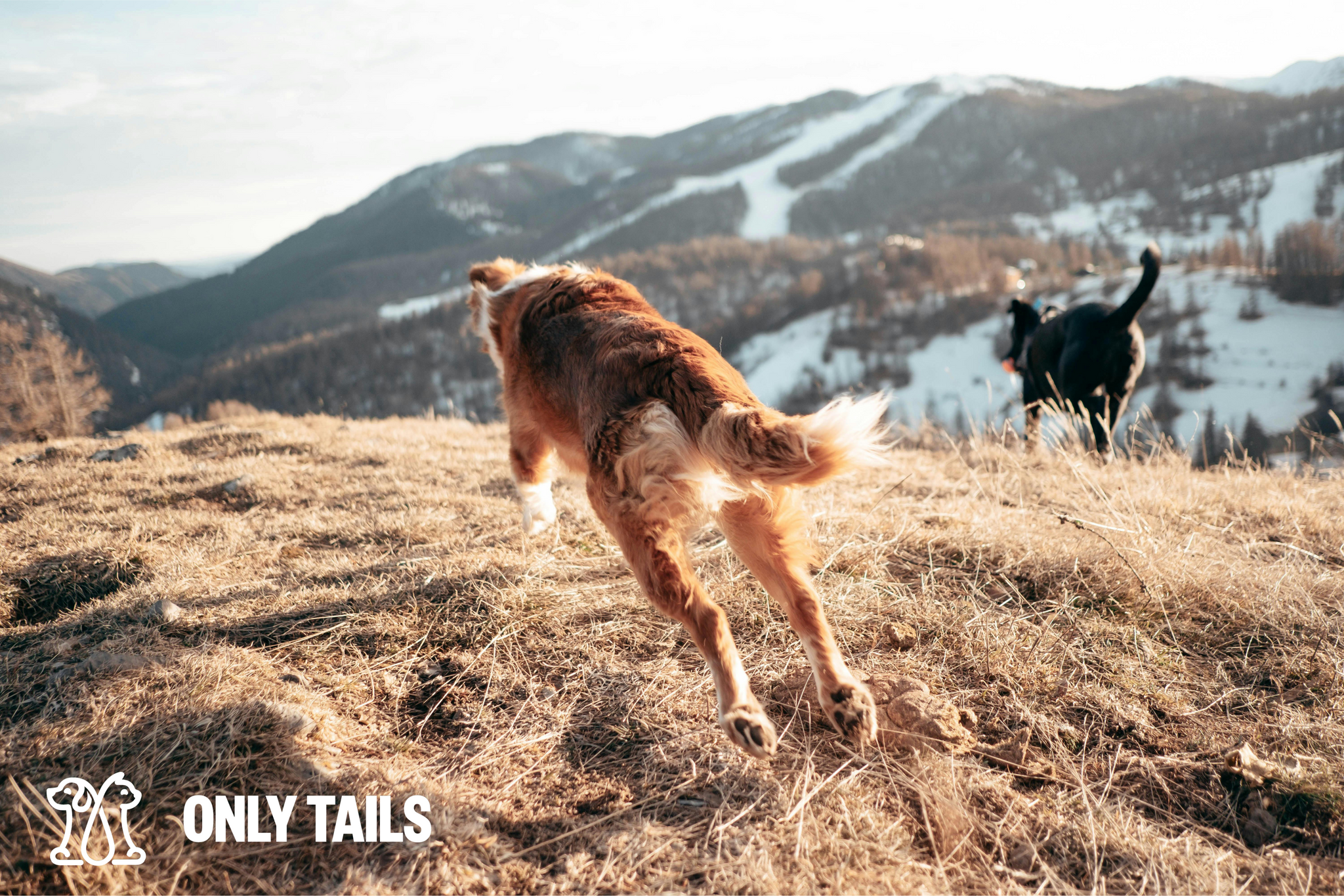 Only Tails | Traveling with Pets