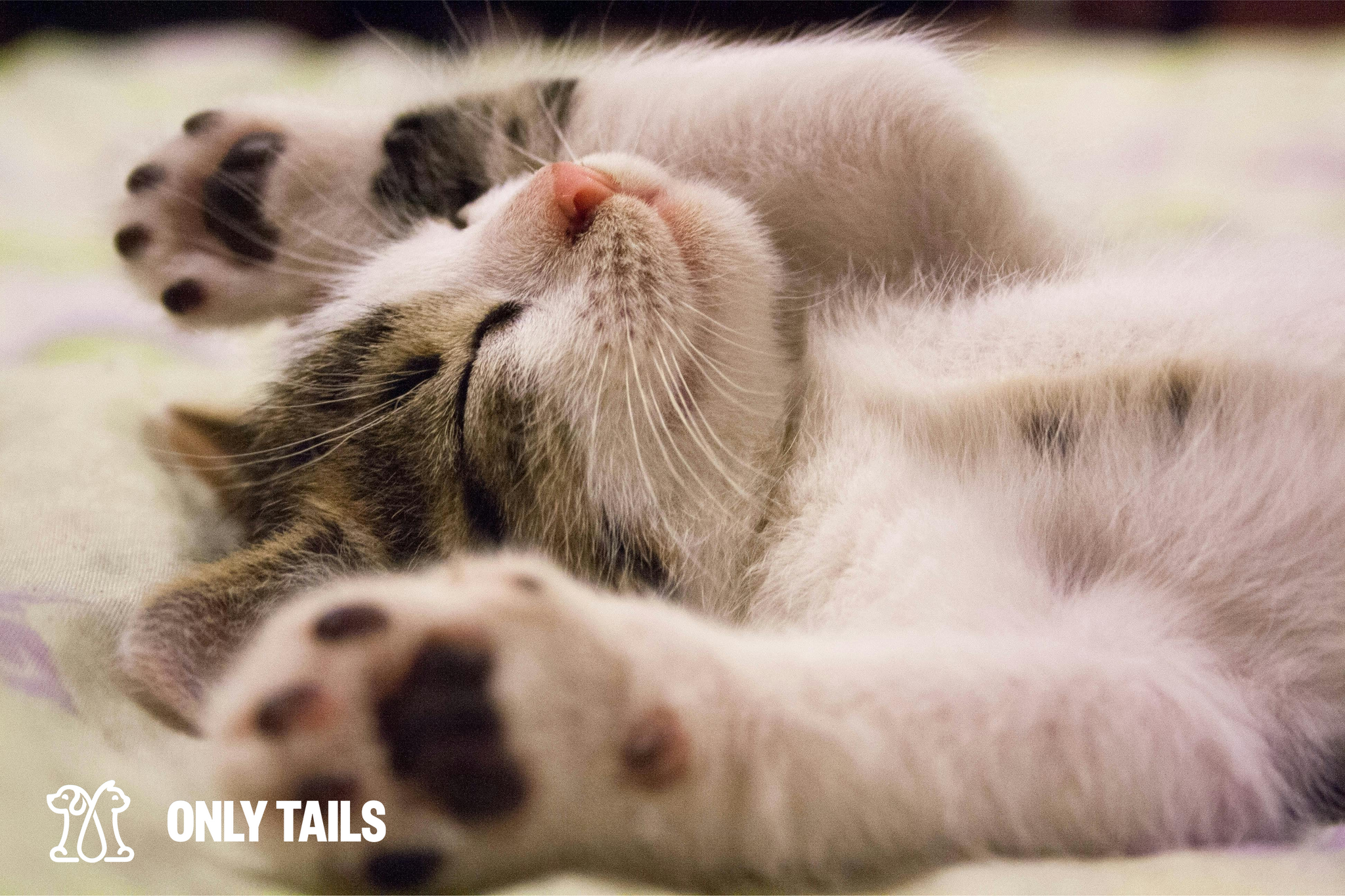 Only Tails | Understanding Pet Behavior