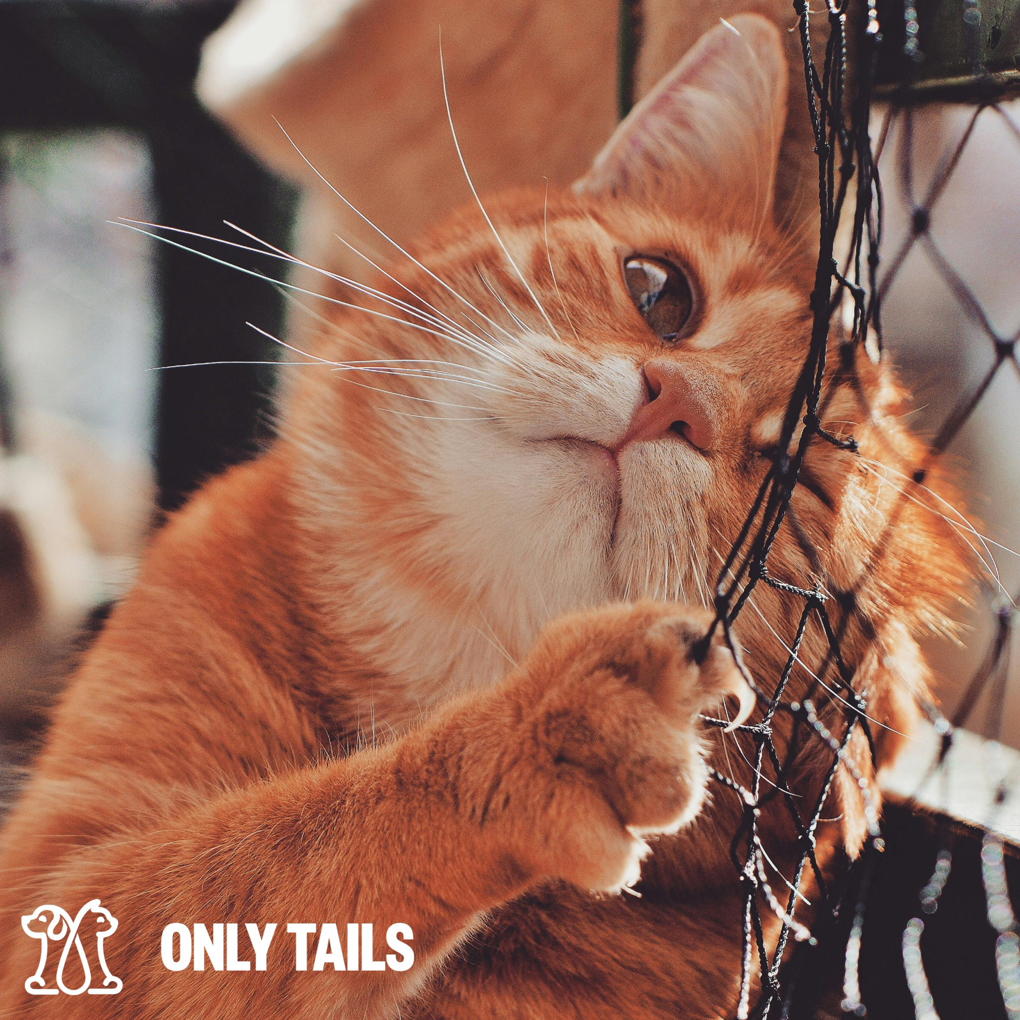 Only Tails | How to Create a Pet-Friendly Home