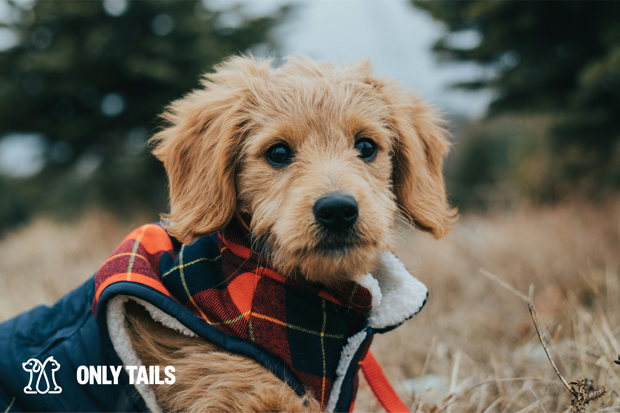 Only Tails | Seasonal Care for Pets