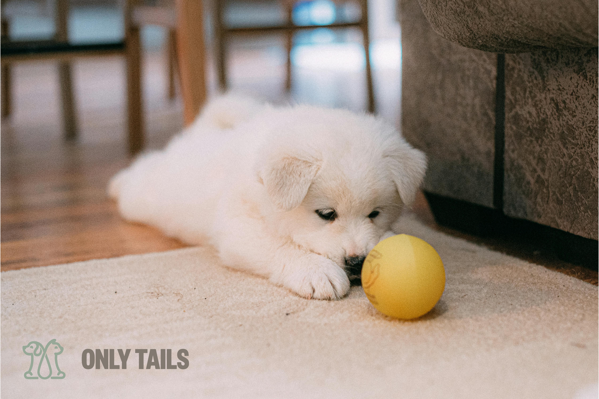 Only Tails | How to Introduce a New Pet to Your Home