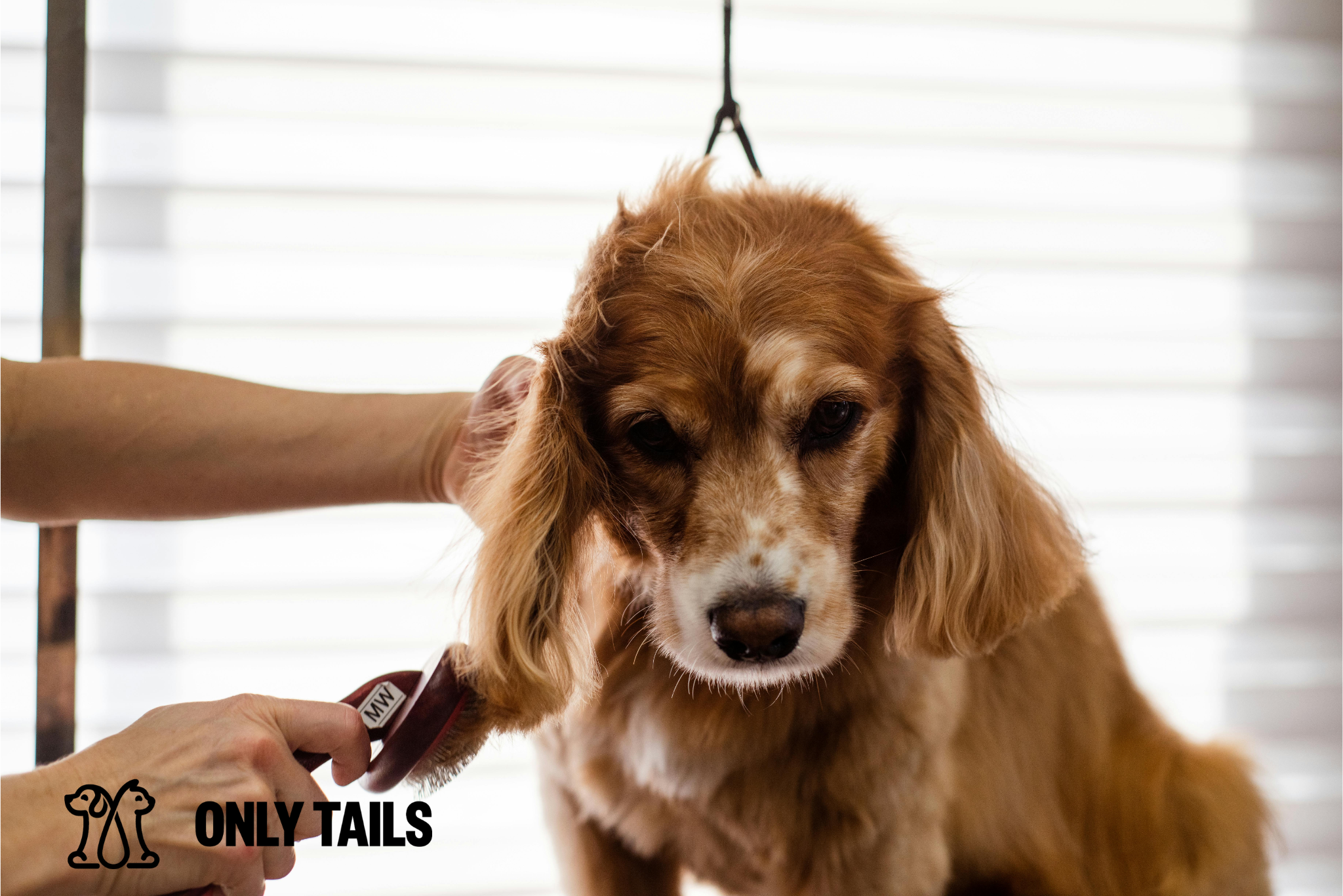 Only Tails | Grooming Tips for Dogs and Cats