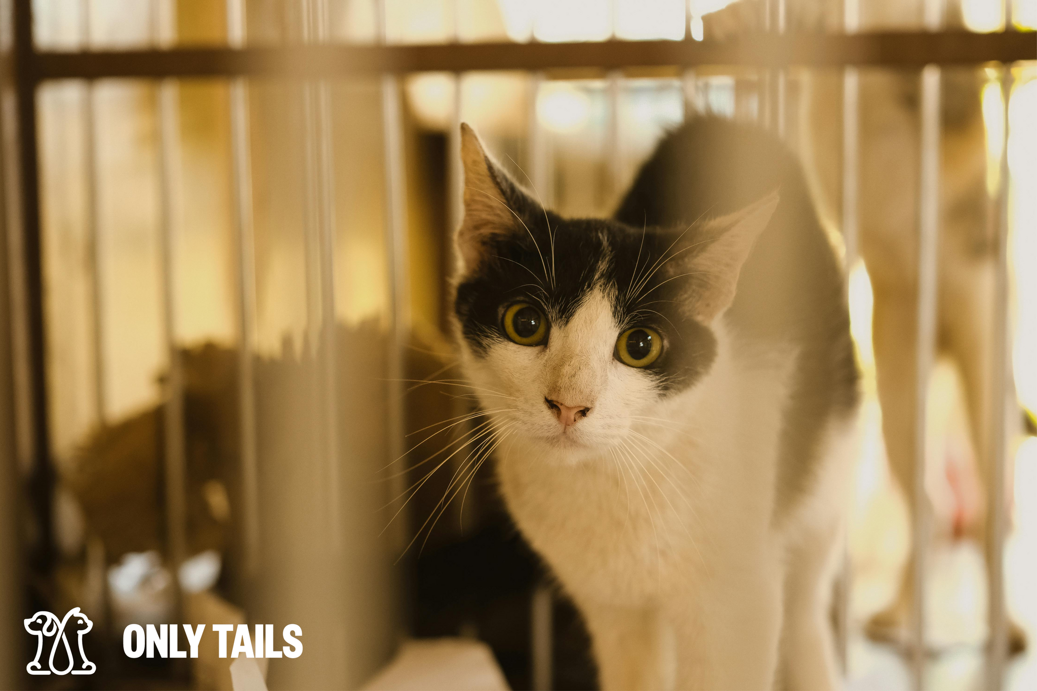 Only Tails | The Benefits of Adopting vs. Buying a Pet